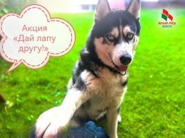 Дай лапу другу!