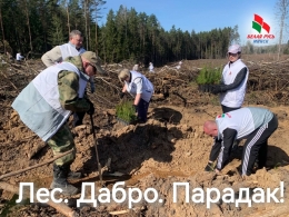 Фотофакт: как мы лес сажали &ndash; история, которая попала в кадр